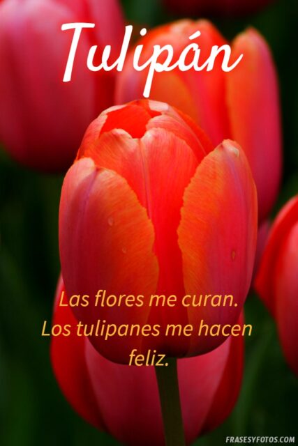 21 Frases de tulipanes imagenes hermosas Flores coloridas con mensajes 3