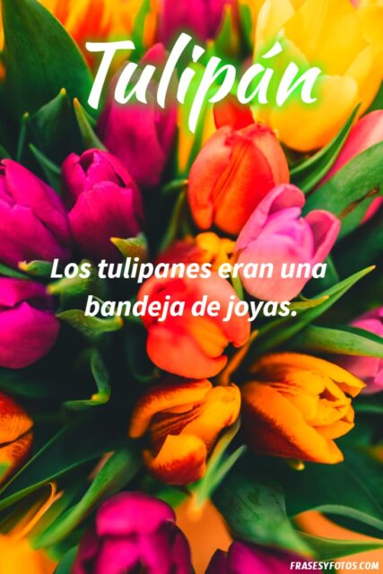21 Frases de tulipanes imagenes hermosas Flores coloridas con mensajes 5
