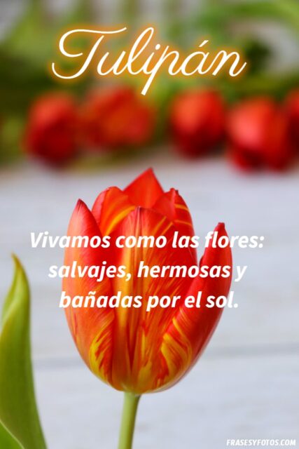 21 Frases de tulipanes imagenes hermosas Flores coloridas con mensajes 8