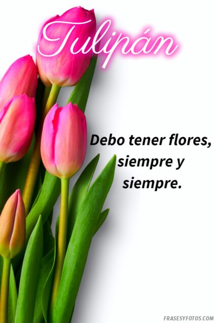 21 Frases de tulipanes imagenes hermosas Flores coloridas con mensajes 9