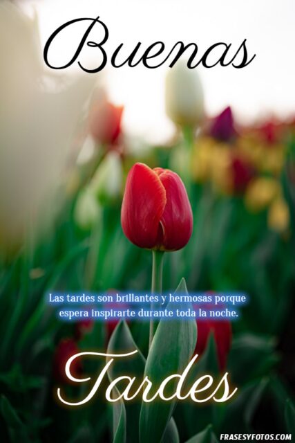 22 Buenas Tardes Tulipanes imagenes con mensajes positivos Naturaleza 13