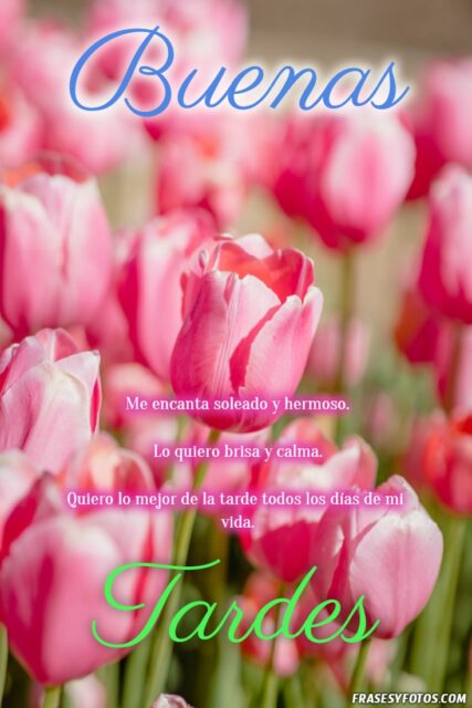22 Buenas Tardes Tulipanes imagenes con mensajes positivos Naturaleza 16