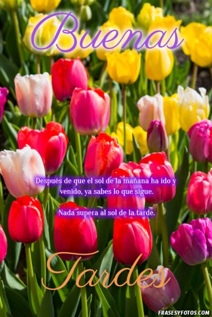 22 Buenas Tardes Tulipanes imagenes con mensajes positivos Naturaleza 17