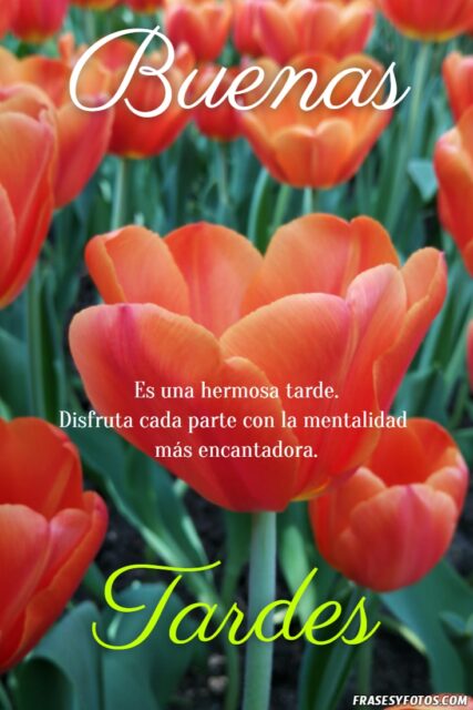 22 Buenas Tardes Tulipanes imagenes con mensajes positivos Naturaleza 6