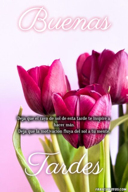 22 Buenas Tardes Tulipanes imagenes con mensajes positivos Naturaleza 9