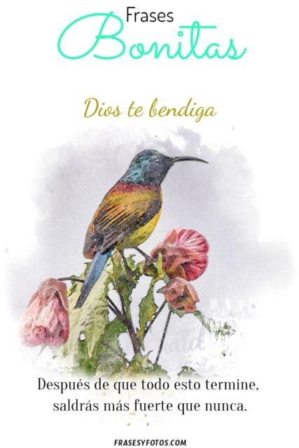 25 imagenes bonitas Pintura de aves y flores Frases emotivas de Superacion 10
