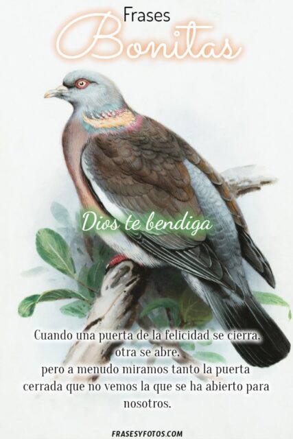 25 imagenes bonitas Pintura de aves y flores Frases emotivas de Superacion 21
