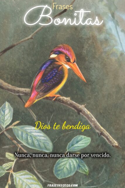 25 imagenes bonitas Pintura de aves y flores Frases emotivas de Superacion 23
