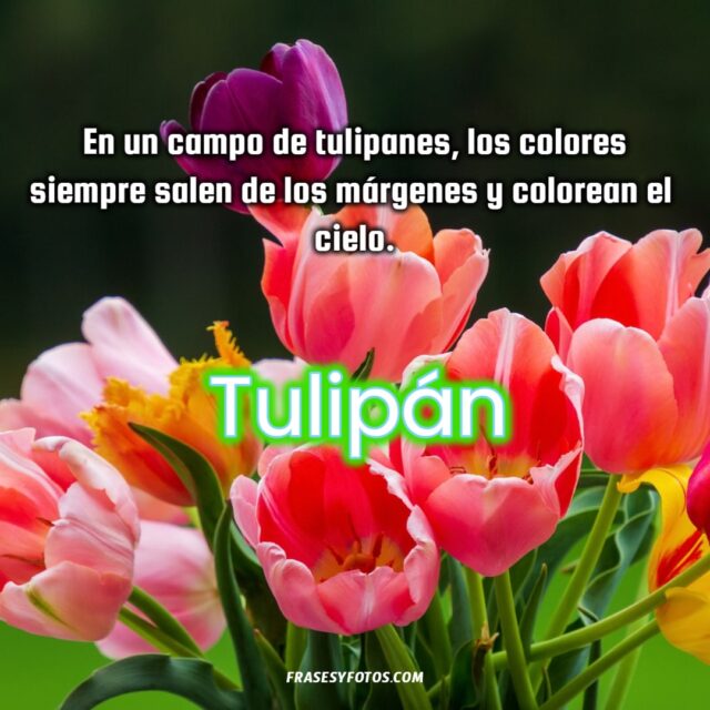 Bonitas frases de Tulipanes con 11 imagenes de flores coloridas 1