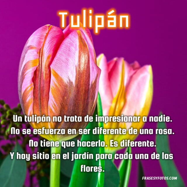 Bonitas frases de Tulipanes con 11 imagenes de flores coloridas 10