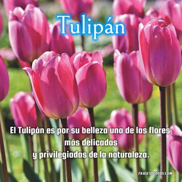 Bonitas frases de Tulipanes con 11 imagenes de flores coloridas 11