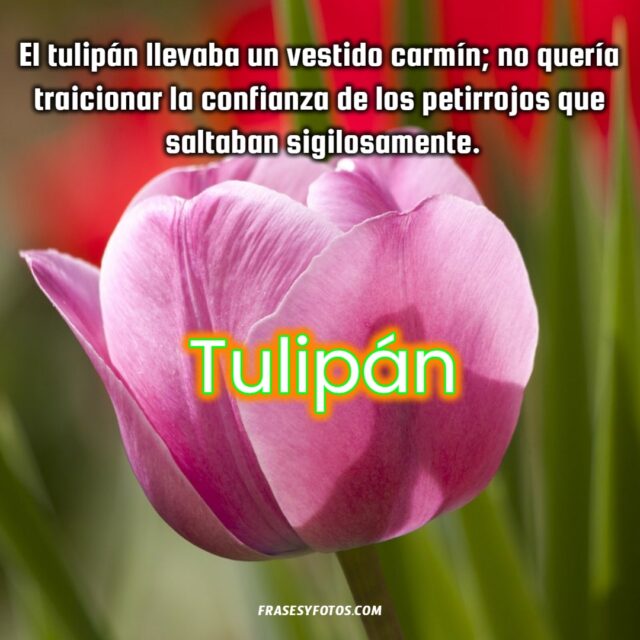 Bonitas frases de Tulipanes con 11 imagenes de flores coloridas 2