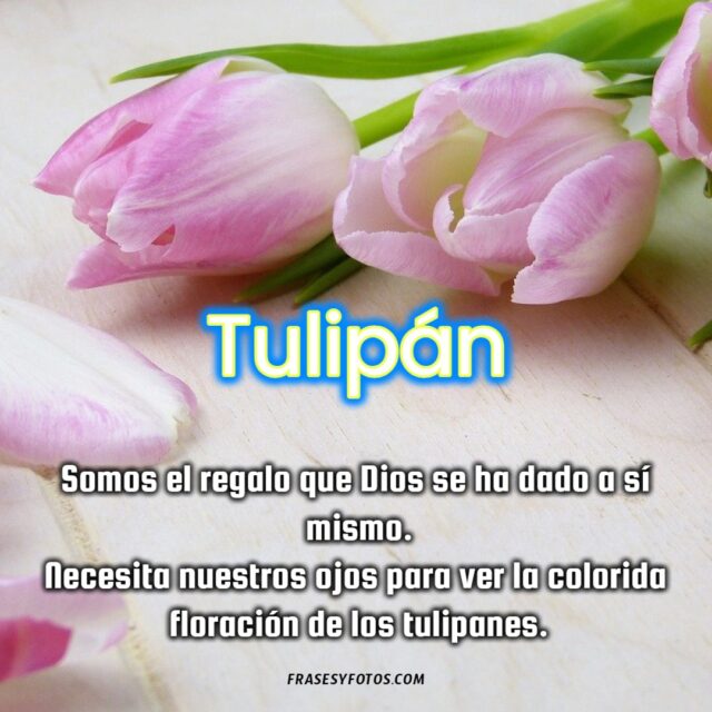Bonitas frases de Tulipanes con 11 imagenes de flores coloridas 3
