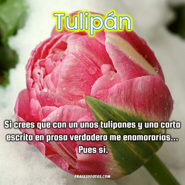 Bonitas frases de Tulipanes con 11 imagenes de flores coloridas 4