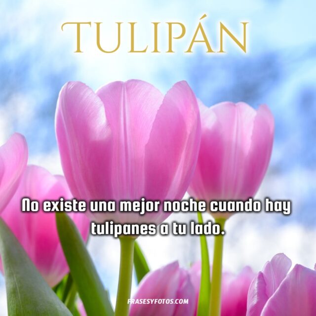 Bonitas frases de Tulipanes con 11 imagenes de flores coloridas 5