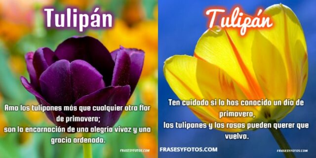 Bonitas frases de Tulipanes con 11 imagenes de flores coloridas