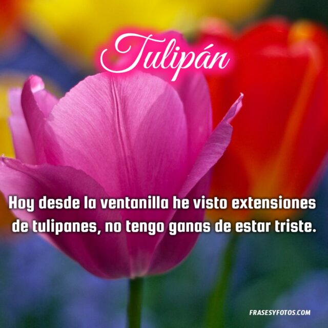 Bonitas frases de Tulipanes con 11 imagenes de flores coloridas 8