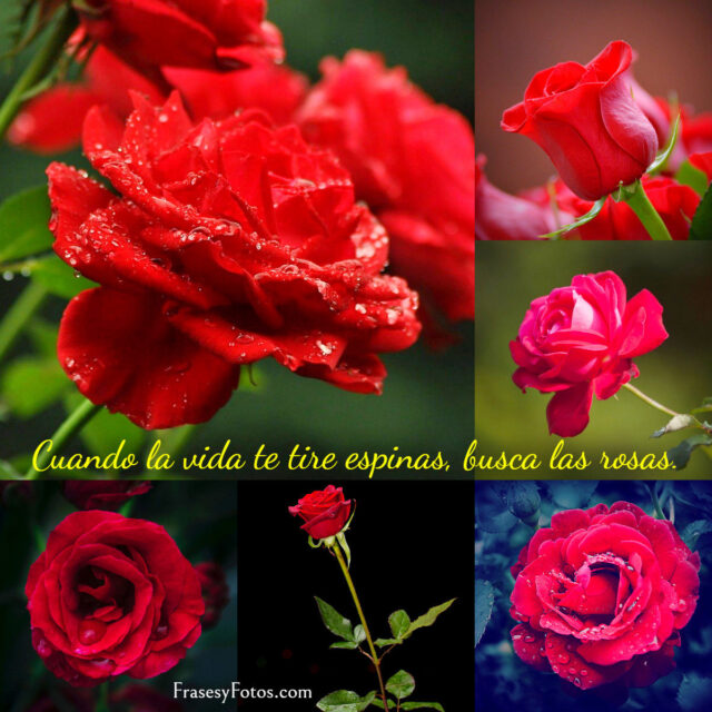 Collage de 43 Rosas Rojas y Frases Mensajes hermosos 1