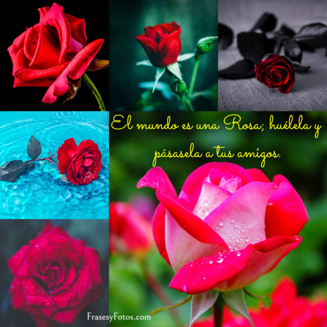 Collage de 43 Rosas Rojas y Frases Mensajes hermosos 2