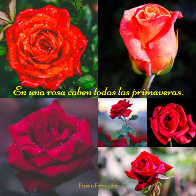 Collage de 43 Rosas Rojas y Frases Mensajes hermosos 3