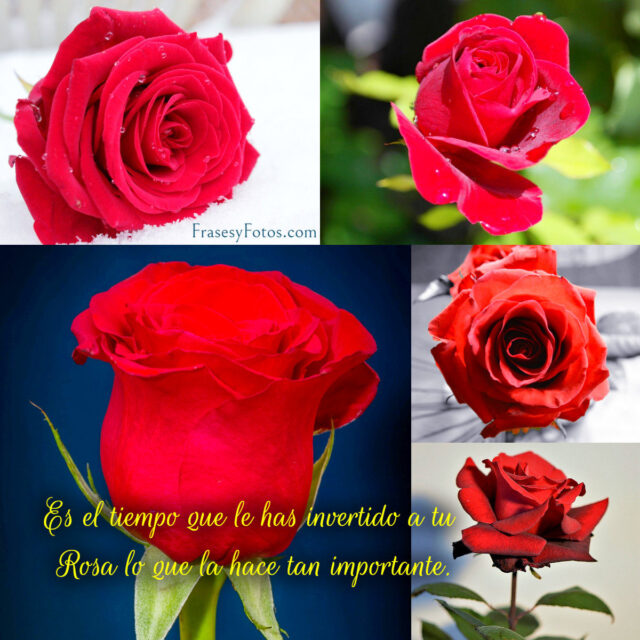 Collage de 43 Rosas Rojas y Frases Mensajes hermosos 4