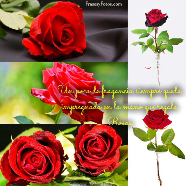Collage de 43 Rosas Rojas y Frases Mensajes hermosos 5