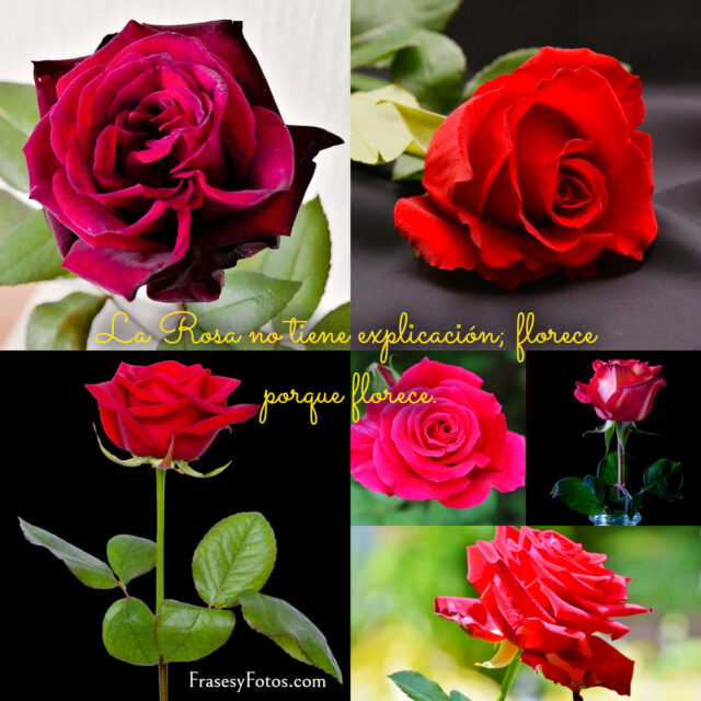 Collage de 43 Rosas Rojas y Frases Mensajes hermosos 6