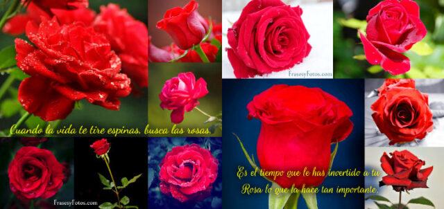 Collage de 43 Rosas Rojas y Frases Mensajes hermosos
