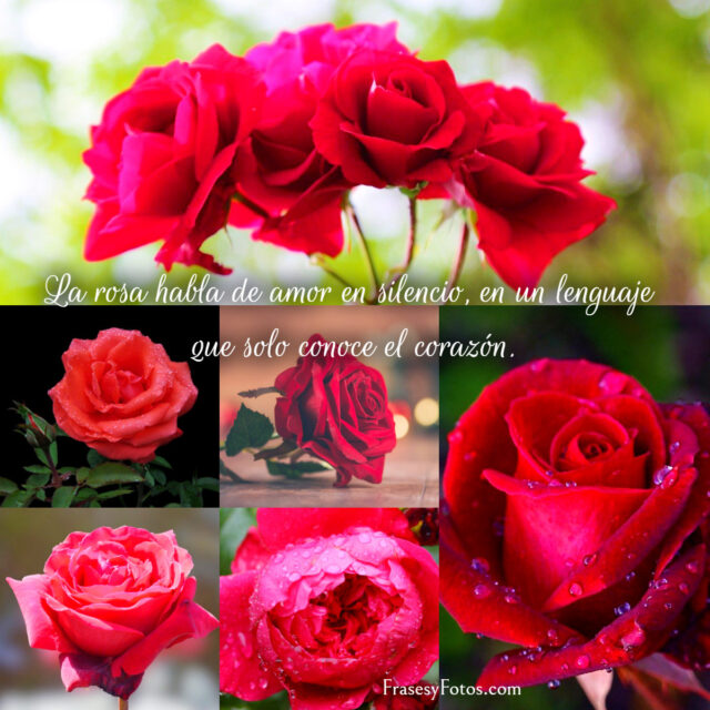 Collage de 43 Rosas Rojas y Frases Mensajes hermosos 7