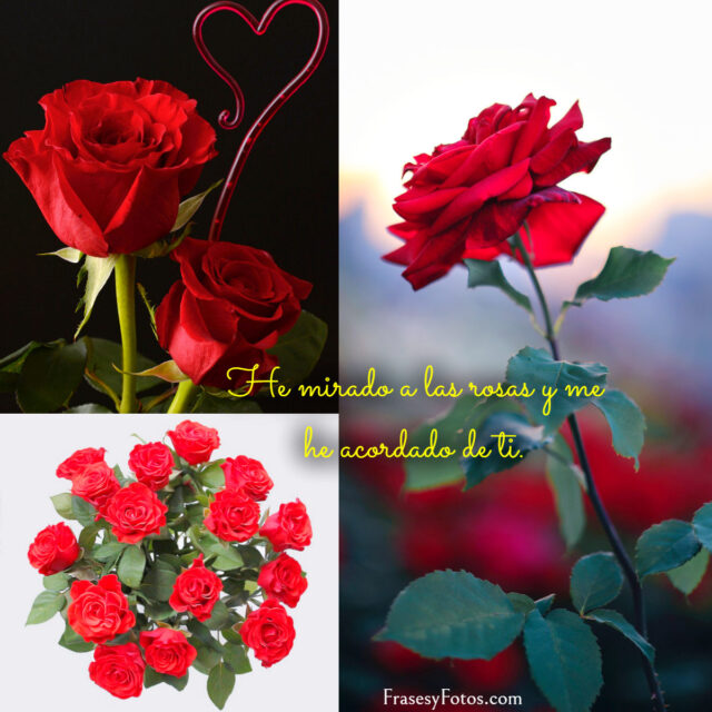 Collage de 43 Rosas Rojas y Frases Mensajes hermosos 8