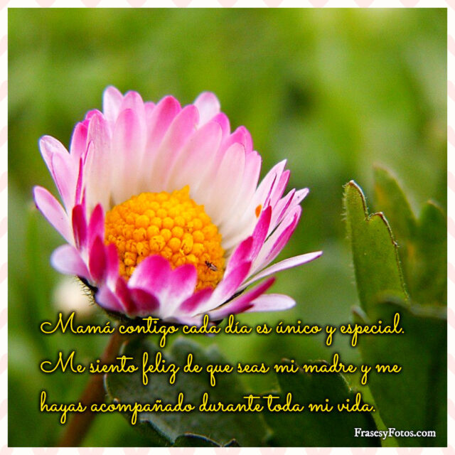 Dia de la Madre 14 imagenes de flores 100 Frases bonitas 2