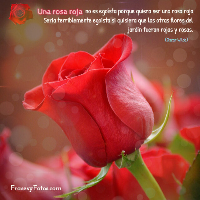Frase bonita Una rosa roja no es egoista porque quiera ser una rosa roja