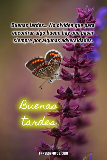 Frases bonitas en 18 Buenas Tardes con hermosas mariposas coloridas 10