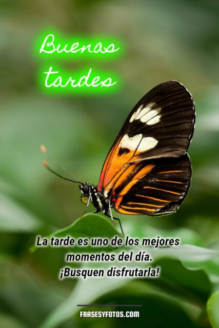 Frases bonitas en 18 Buenas Tardes con hermosas mariposas coloridas 11