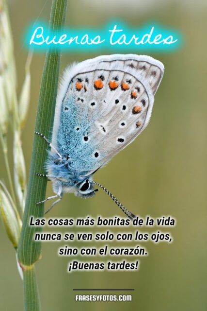 Frases bonitas en 18 Buenas Tardes con hermosas mariposas coloridas 12
