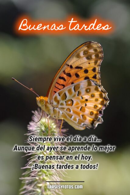 Frases bonitas en 18 Buenas Tardes con hermosas mariposas coloridas 13