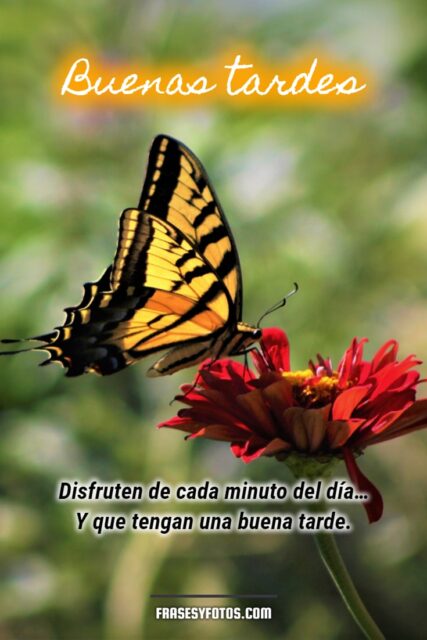 Frases bonitas en 18 Buenas Tardes con hermosas mariposas coloridas 17