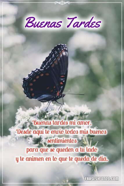 Frases bonitas en 18 Buenas Tardes con hermosas mariposas coloridas 2