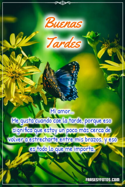 Frases bonitas en 18 Buenas Tardes con hermosas mariposas coloridas 4