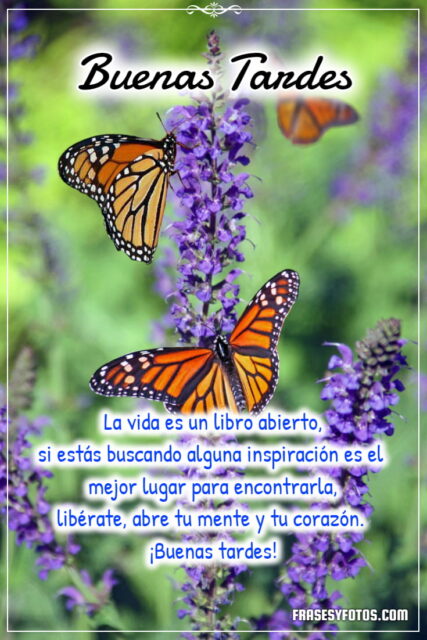 Frases bonitas en 18 Buenas Tardes con hermosas mariposas coloridas 5