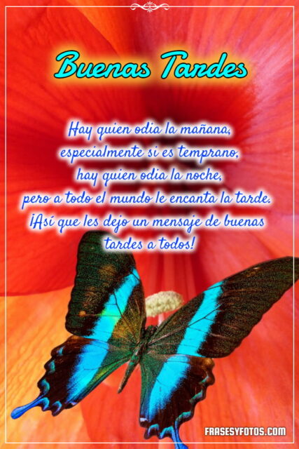 Frases bonitas en 18 Buenas Tardes con hermosas mariposas coloridas 6