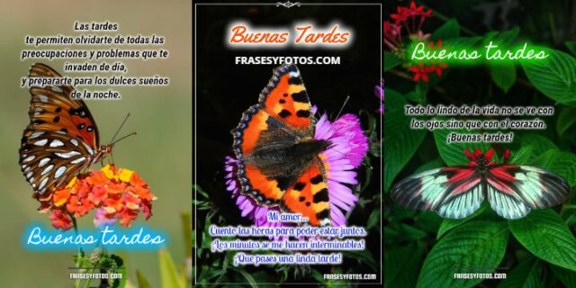 Frases bonitas en 18 Buenas Tardes con hermosas mariposas coloridas