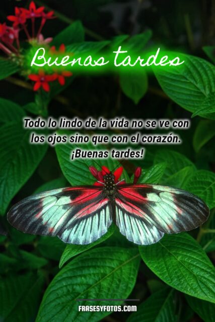 Frases bonitas en 18 Buenas Tardes con hermosas mariposas coloridas 8