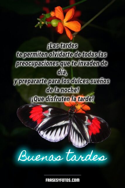 Frases bonitas en 18 Buenas Tardes con hermosas mariposas coloridas 9