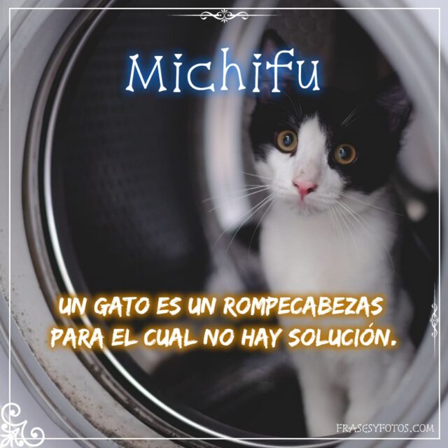 Gatos en 22 frases con fotos disenos bonitos del Michifu. michis gatito. Ronroneo 10