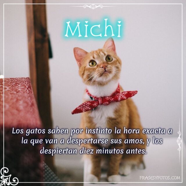 Gatos en 22 frases con fotos disenos bonitos del Michifu. michis gatito. Ronroneo 4