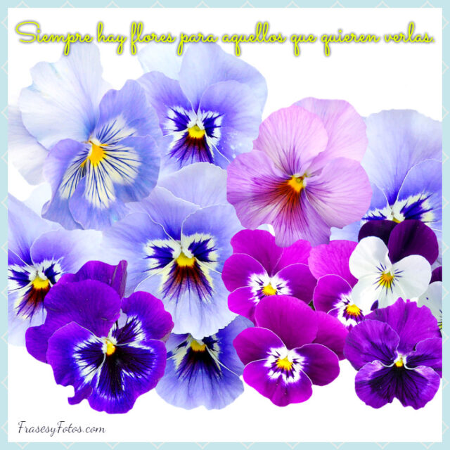 Imagenes de flores con frases BONITAS FLORES coloridas