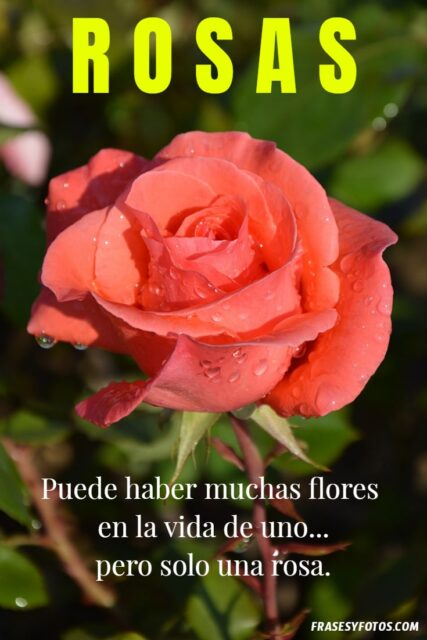 Las 20 mejores frases de Rosas IMAGENES hermosas colores variados 1