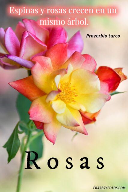 Las 20 mejores frases de Rosas IMAGENES hermosas colores variados 14