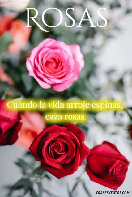 Las 20 mejores frases de Rosas IMAGENES hermosas colores variados 16